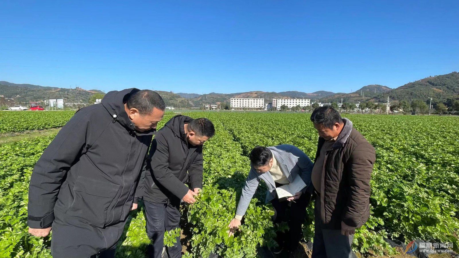 沙巴体育：农技人员“田头支招” 加强农作物防寒防冻