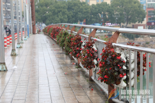 景观花卉频频被“顺” 请共同爱护城市之花