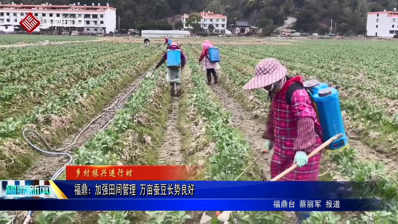 沙巴体育：加强田间管理 万亩蚕豆长势良好